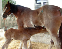 Annie e puledro