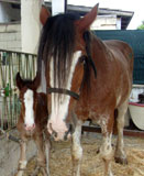 Annie e puledro