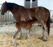 Annie e puledro