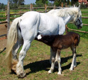 Poissy e puledra