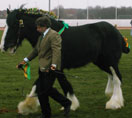 cavallo nero