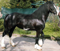 cristall